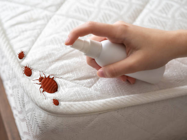 Best Best Pest Control Companies  in St Augustine Beach, FL